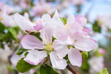 Bahar bahçesi. Yakın plan bir elma ağacının pembe çiçekleri. Sığ alan derinliği.