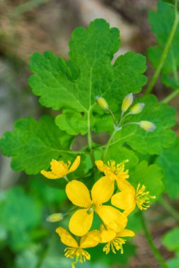 Yeşil yapraklı arka planda, parlak sarı bir çiçek olan Celandine. Celandine (Chelidonium majus) bitkisine yakın çekim. Sığ alan derinliği.