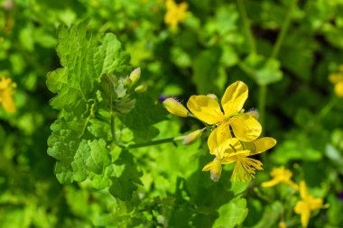 Celandine (Chelidonium majus) bitkisine yakın çekim. Şifalı bitkisel Celandine. Sığ alan derinliği.