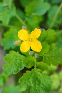 Yeşil yapraklı arka planda, parlak sarı bir çiçek olan Celandine (Chelidonium majus). Sığ alan derinliği.