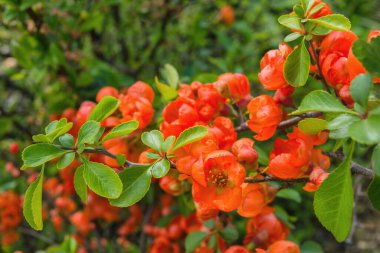 Çin sarısı ayva (Pseudocydonia sinensis). Bahar mevsiminde çiçek açan ayva çalıları. Yumuşak seçici odak.