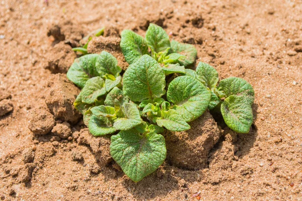 Spring New Potatoes Solanum Tuberosum Close Sprouting Potatoes Ground Soft — Stock Photo, Image