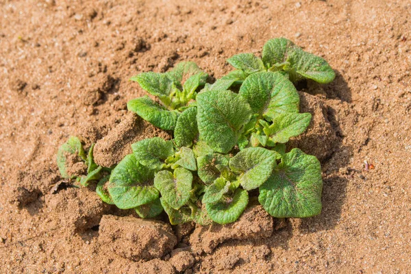 Spring New Potatoes Solanum Tuberosum Close Sprouting Potatoes Ground Soft — Stock Photo, Image