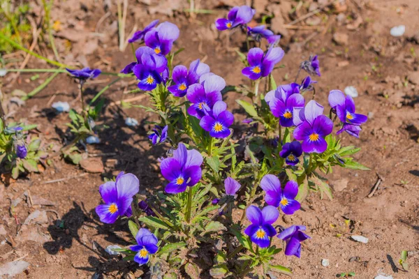 Kerti Virágok Ibolyák Viola Tricolor Vagy Árvácskák Vagy Szarvas Ibolya — Stock Fotó