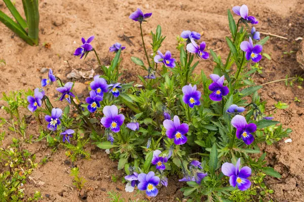 Kwiaty Ogrodowe Fiołki Viola Tricolor Lub Rogaty Fioletowy Mają Też — Zdjęcie stockowe