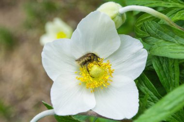 Beyaz çiçek Anemone ormanında (Latince: Anemone sylvestris) bronz yünlü (Latince: Tropinota hirta) altın tüylü böcek. Yumuşak odak.