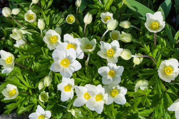 Fehér Virágok Anemone Erdő Latin Anemone Sylvestris Termesztett Kertben Évelő — Stock Fotó