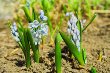 Puschkinia (Latince: Puschkinia scilloides). Bahçede bahar çiçekleri. Yumuşak seçici odak.