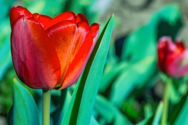 Bahçede lale yatağı. Büyük kırmızı lale (Latince: Tulipa) ve yeşil yapraklı arka plan. Yakın çekim görüntüsü. Metin için boş alan.