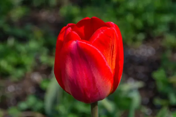 Rote Tulpe Lateinisch Tulipa Auf Dem Grün Verschwommenen Hintergrund Großaufnahme — Stockfoto
