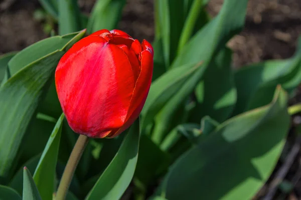 Rote Tulpe Lateinisch Tulipa Auf Dem Hintergrund Grüner Blätter Nahaufnahme — Stockfoto