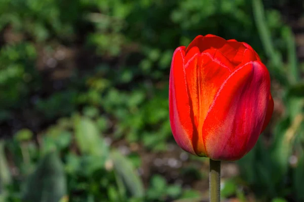 Leuchtend Rote Tulpe Lateinisch Tulipa Auf Dem Grün Verschwommenen Hintergrund — Stockfoto