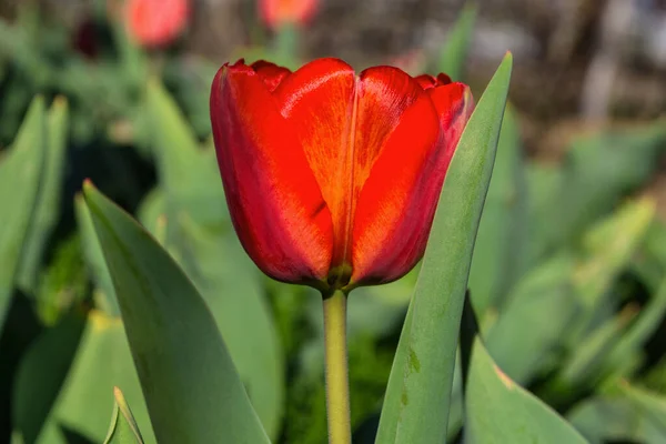 Tulpenbeet Garten Große Rote Tulpe Lateinisch Tulipa Und Hintergrund Aus — Stockfoto