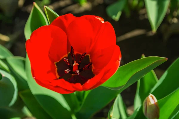 Große Rote Tulpe Lateinisch Tulipa Nahaufnahme Geringe Tiefenschärfe — Stockfoto