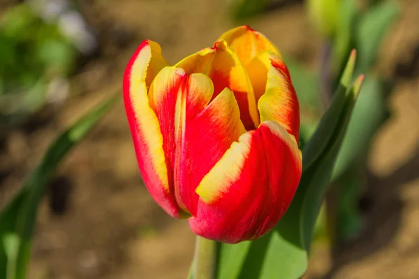Gelb Rote Tulpenblüte Lateinisch Tulipa Aus Nächster Nähe Unscharfer Hintergrund — Stockfoto