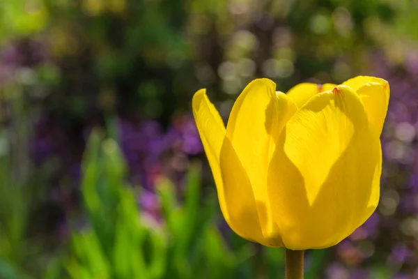 Gelbe Tulpenblüte Lateinisch Tulipa Aus Nächster Nähe Freiraum Weiche Selektive — Stockfoto