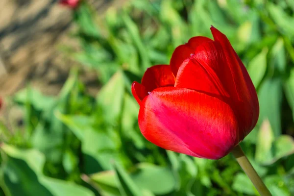 大的亮红色郁金香 拉丁语 Tulipa 特写镜头 地面的浅水区 自由空间 — 图库照片#