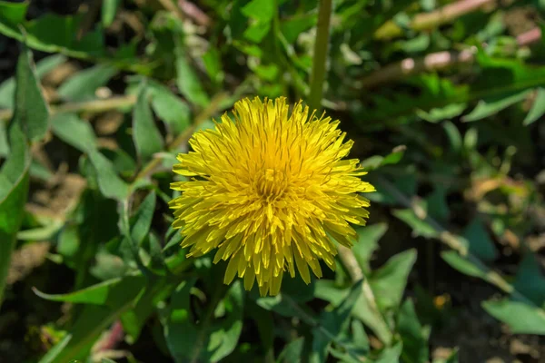 Žlutá Pampeliška Léčivá Latinsky Taraxacum Officinale Zeleném Podkladě Listů Květina — Stock fotografie