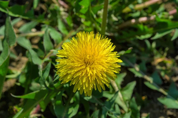 Diente León Amarillo Medicinal Latín Taraxacum Officinale Sobre Fondo Hojas — Foto de Stock