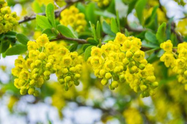 Çiçekli böğürtlen (Latince: Berberis). Sarı çiçekler Barberry 'nin yakın çekimi. Seçici odak, sığ DOF.