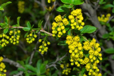 Bahar bahçesinde çalılar (Latince: Berberiler). Yumuşak seçici odak.