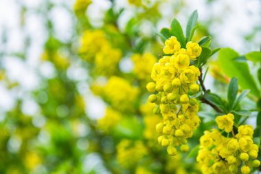 Çiçekli böğürtlen (Latince: Berberis). Sarı çiçekler Barberry 'nin yakın çekimi. Yumuşak seçici odaklanma. Boş alan.