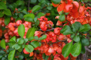 Çin ayva çiçekleri (Pseudocydonia sinensis). Parlak, turuncu ayva çiçekleri kapanıyor. Yumuşak seçici odak.