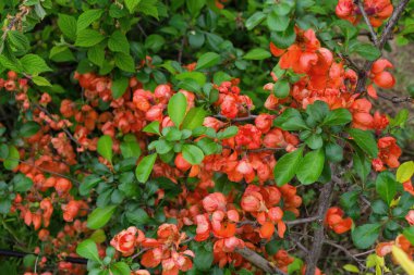 Baharda çiçek açan ayva çalıları. Çin sarısı ayva (Pseudocydonia sinensis). Yumuşak seçici odak.