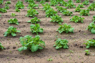 Patates tarlası. Yeşil, taze patates çalıları. Tarım faaliyetleri.