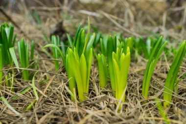 İlk bahar çiçekleri. Bahçede Narcissus (Latince: Narcissuses) filizleniyor, yakın plan. Yumuşak seçici odak.