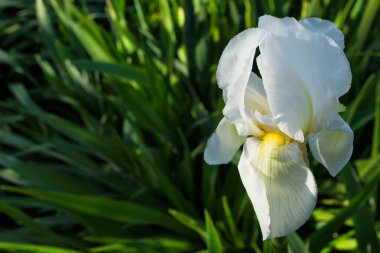 Çiçek Iris, nam-ı diğer Cockerel, namı diğer Irideae. Beyaz İris çiçeği yakın plan. Boş alan, metin için boşluk.