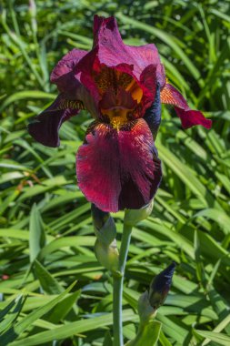 Çiçek Iris, nam-ı diğer Cockerel, namı diğer Irideae. Koyu kırmızı İris çiçeği yakın plan.