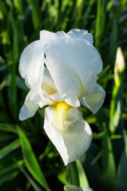Çiçek Iris, nam-ı diğer Cockerel, namı diğer Irideae. Beyaz İris çiçeği yakın plan.