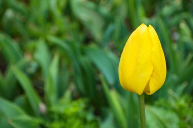 Yeşil yaprakların arka planında sarı lale (Latince: Tulipa), yakın plan. Boş alan, metin için boşluk.
