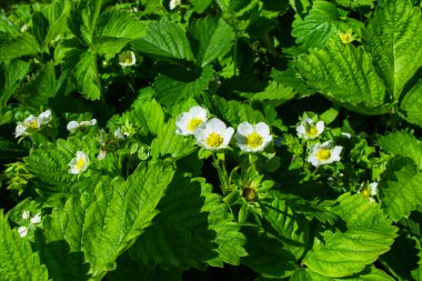 Çiçekli çilek. Tarlada beyaz çilek çiçekleri var. Yeşil çilek tarlası.
