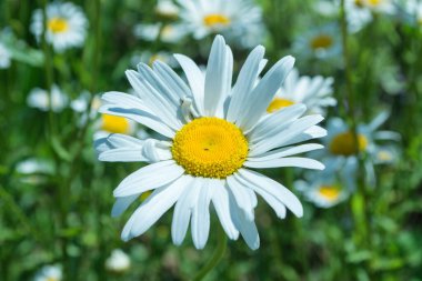 Beyaz Bahçe papatyası veya Nivyanik veya Öküz Gözlü Daisy (Latince: Leucanthemum) yumuşak, bulanık bir arkaplan üzerinde.