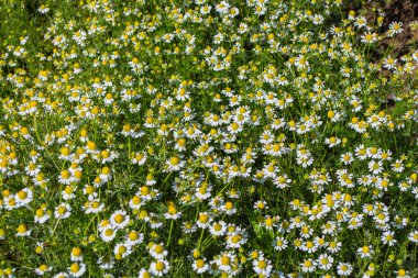 Çiçek Eczanesi Papatya (Latince: Matricaria chamomilla) yakın plan. Çiçek arka planı.