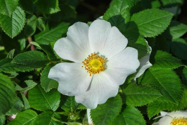 Beyaz çiçek goncası, yaklaş. Yumuşak odak.