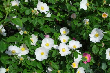 Beyaz çiçekler güllük gülistanlık, yaklaşın. Yumuşak seçici odaklanma. Çiçek arka planı.