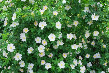 Çiçekli şifalı güllük çalı, yakın çekim. Yumuşak odak.