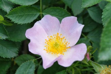 Vahşi Gül İlacının Çiçekleri. Vahşi gül çalıları. Açık pembe çiçek yakın plan. Yumuşak odak.