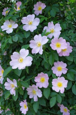 Çiçekli şifalı güllük çalıları. Soluk pembe çiçekler yakın plan. Çiçek arkaplan. Dikey fotoğraf.