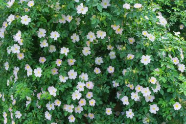 Açık pembe çiçekli, şifalı bir gül çalısı. Çiçek arka planı.