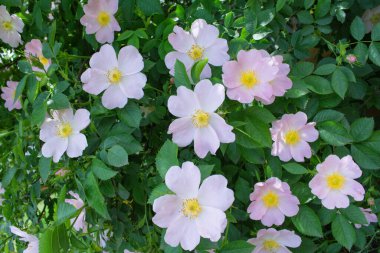 Çiçekli şifalı güllük çalıları. Soluk pembe çiçekler yakın plan. Çiçek arkaplan. Yatay fotoğraf.
