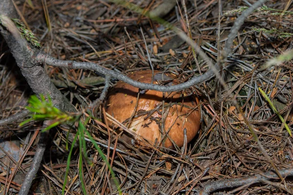 生长在松树下松树林的食用菌黄曲霉 蘑菇关闭了 软焦点 — 图库照片#