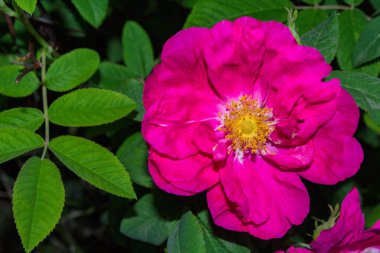 Güzel koyu pembe çiçek Rosehip yakın plan. Rosehip Tıbbı 'nın çiçek açan çalıları. Boş alan.