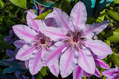 Güzel leylak beyazı çizgili Clematis yaz bahçesinde çiçek açıyor, yakın çekim. Yeşil yapraklı ve çitli arka planda çiçekler.