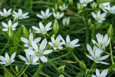 Bahar bahçesi çiçekleri. Bush 'un Beytüllahim Yıldızı ya da Çimen Zambağı ya da öğlen uykusu, ya da 11' deki kadın (Latince: Ornithogalum umbellatum) yakın plan. Seçici odak alanın sığ derinliği.