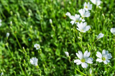 Çiçek bahçesi. Alp civcivi (Latince: Cerastium alpinum), peyzaj tasarımında kullanılır. Seçici odaklanma. Yumuşak bulanık arkaplan. Boş alan.