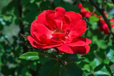Çiçek kırmızısı gül arka planda yeşil yapraklar, yakın. Yumuşak seçici odak, bulanık arkaplan.